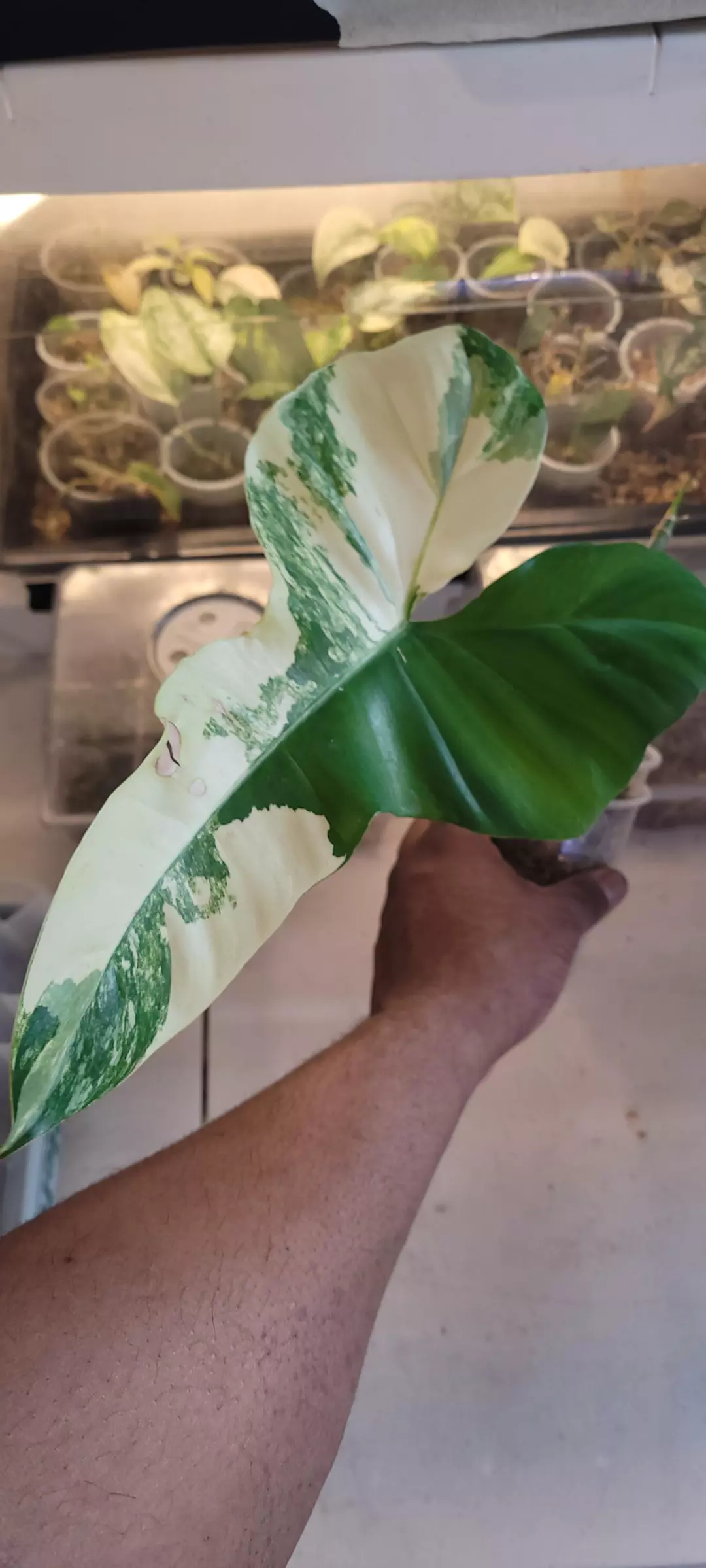 Philodendron Mayoi X Paraiso 🪴🪴🪴 thumbnail