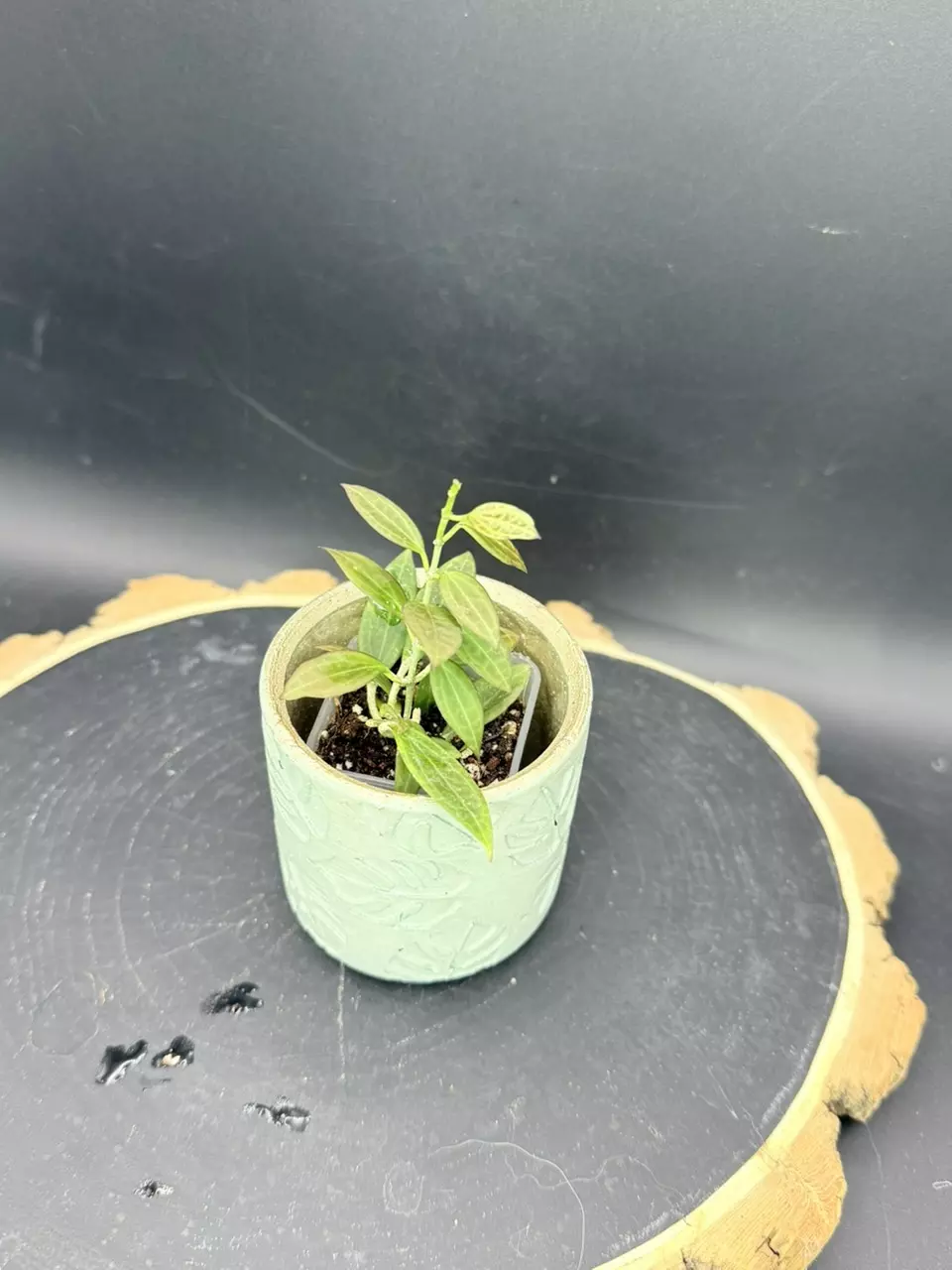 Hoya Microdwarf #271 thumbnail