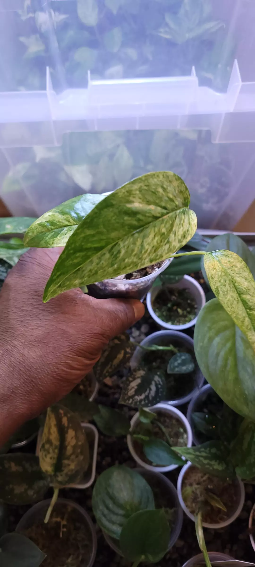 Epipremnum Palawan 🪴🪴🪴 thumbnail