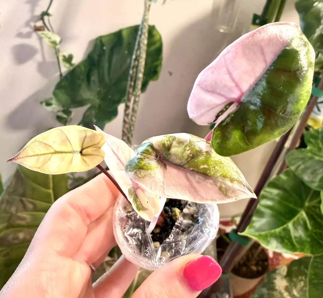 Pink Plumbea Alocasia thumbnail