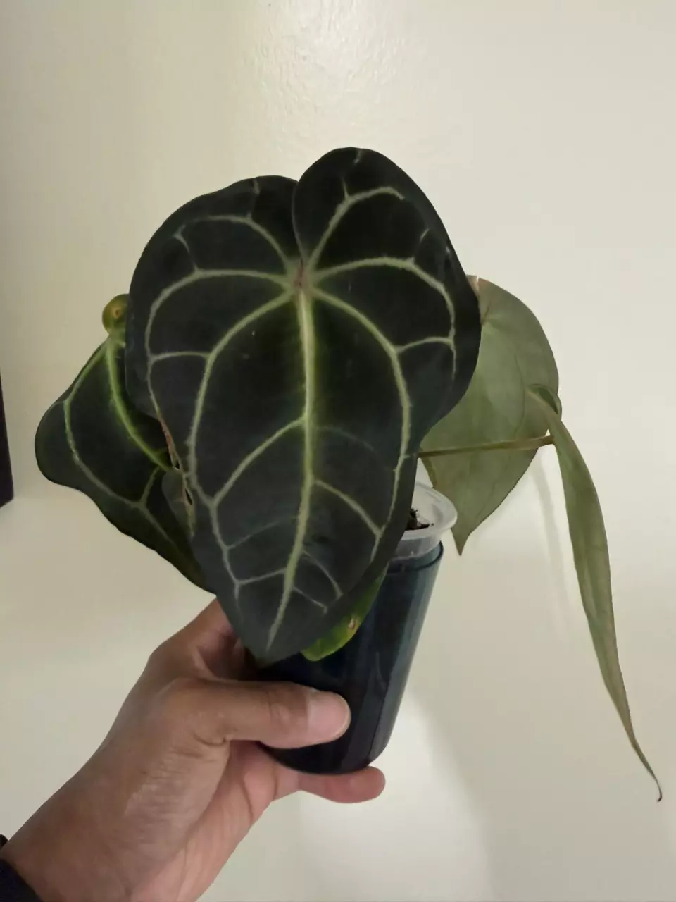 Anthurium (Carla x AOS) x Forgetii Vari. thumbnail