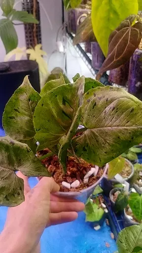 syngonium green splash thumbnail