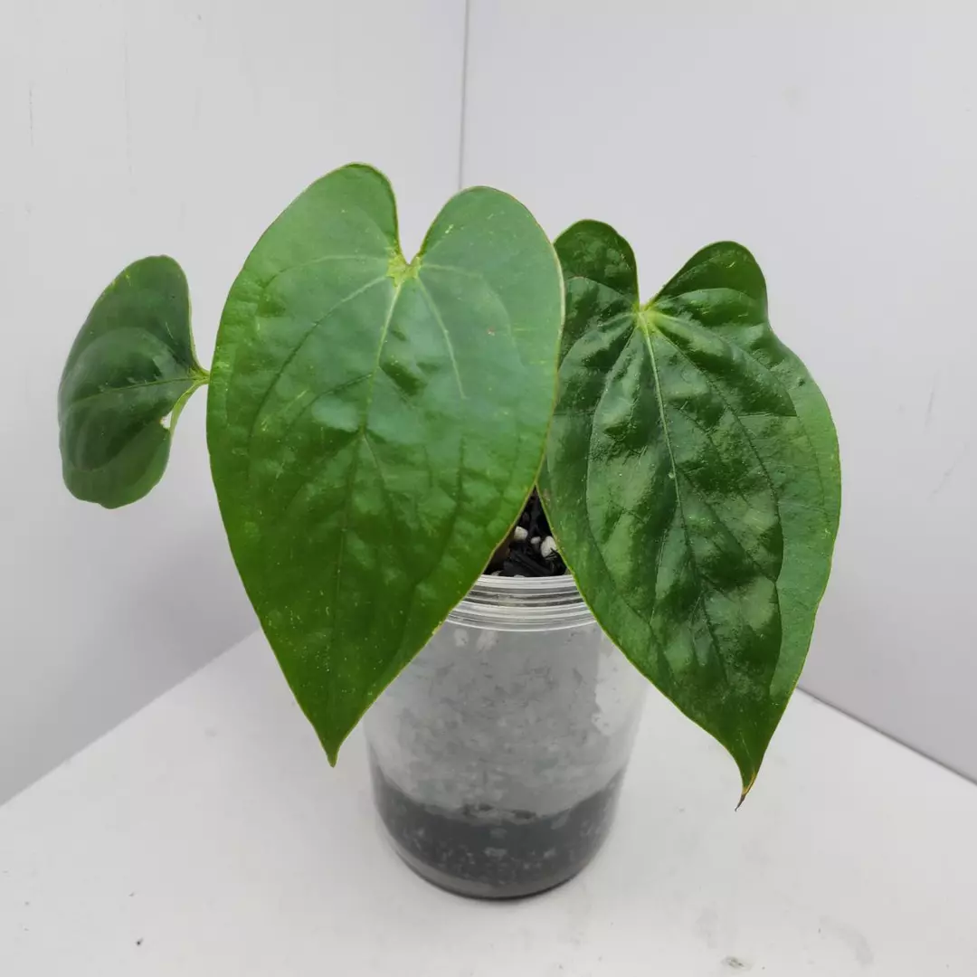 Anthurium (AOS x dorayaki)x luxurians thumbnail