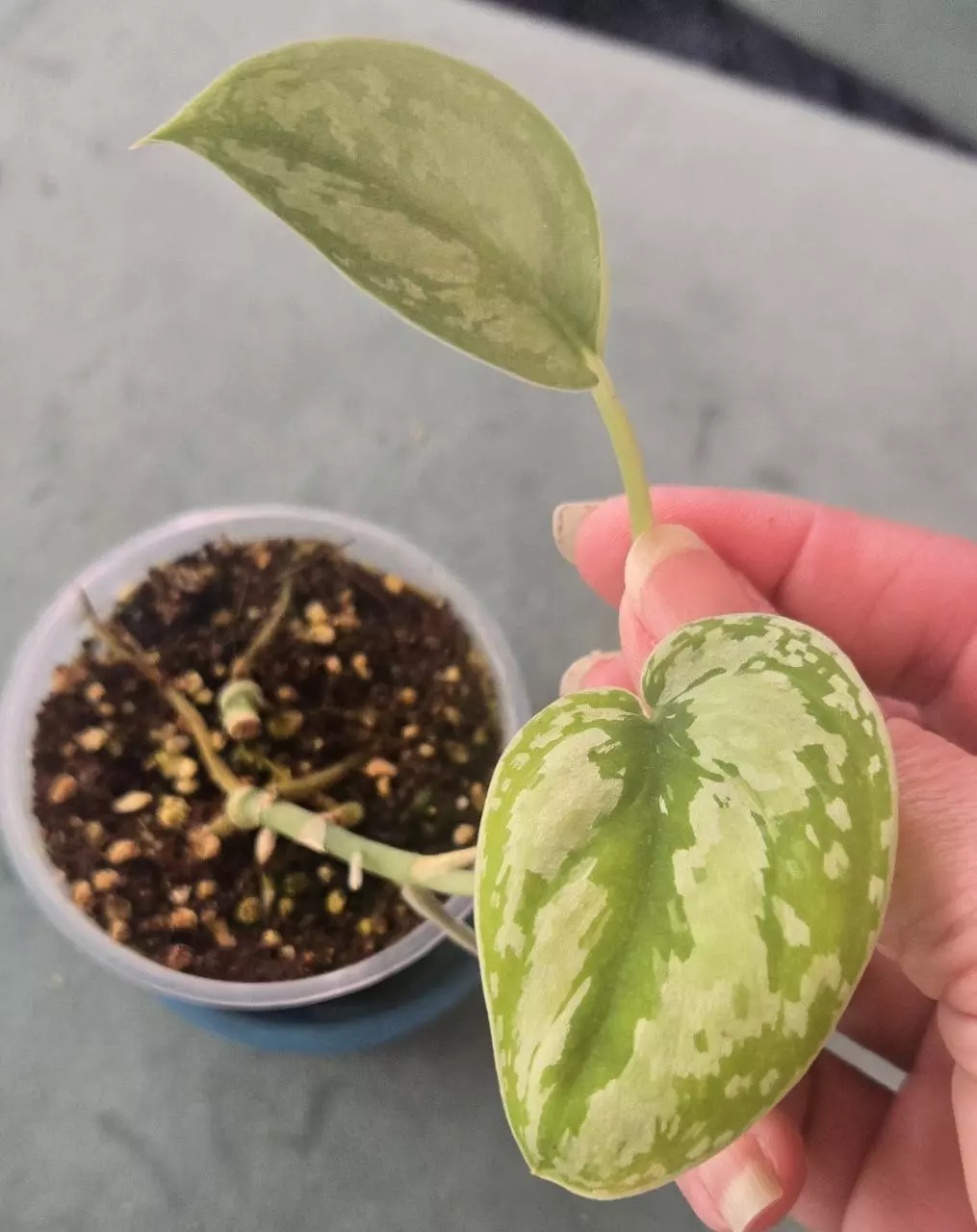 Platinum Tricolor Exotica thumbnail