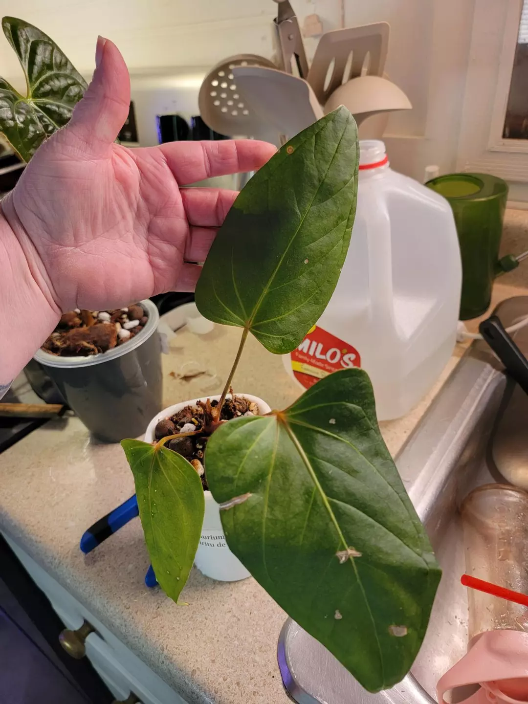 Anthurium Espíritu de Montana thumbnail