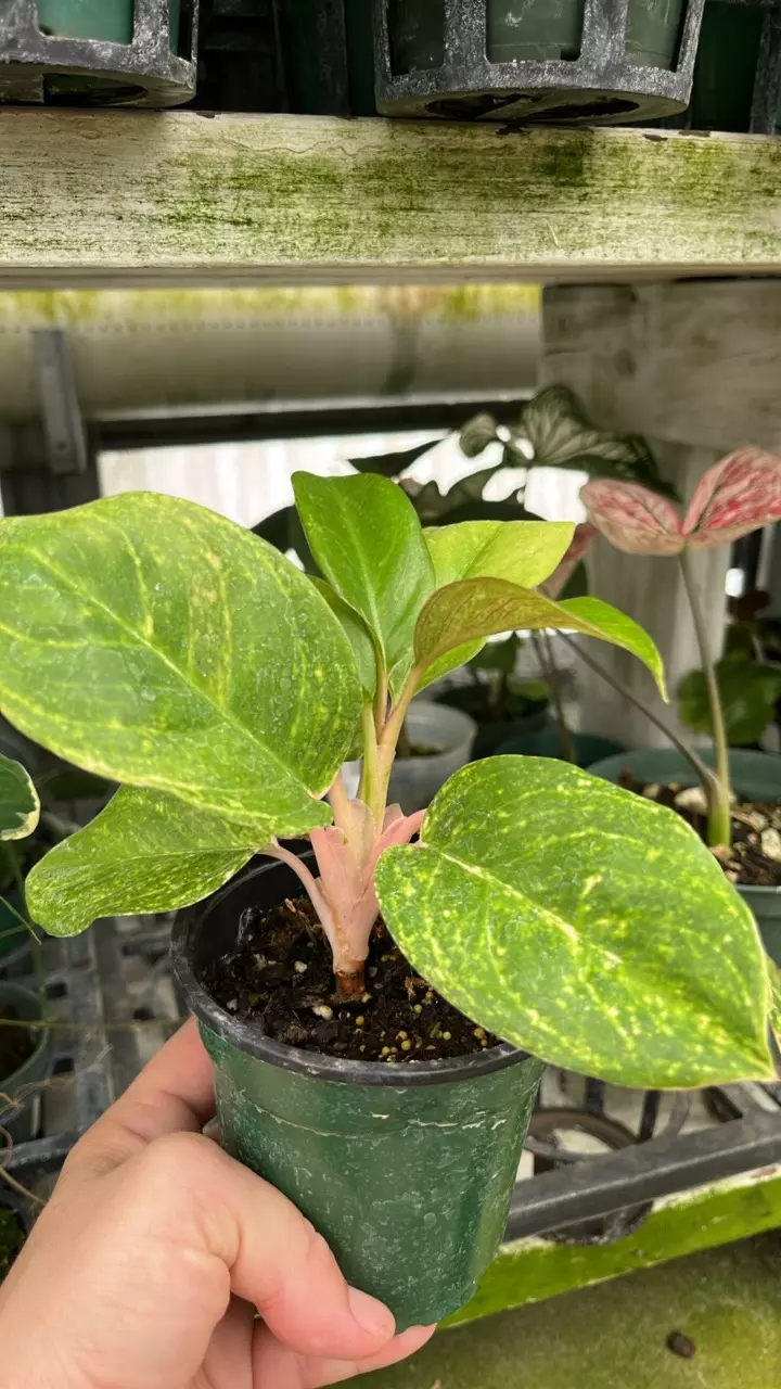 C315 Aglaonema Pink Blush seedling thumbnail