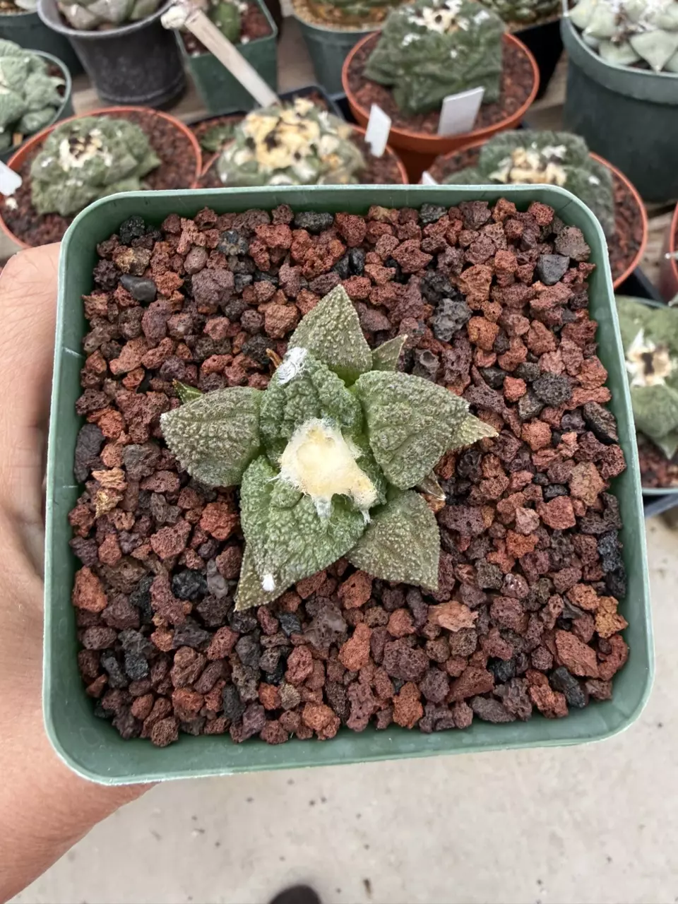 Ario Kotsch x Godzilla 3.25" pot thumbnail