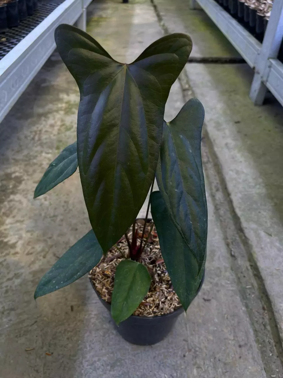 Anthurium Black sweet thumbnail