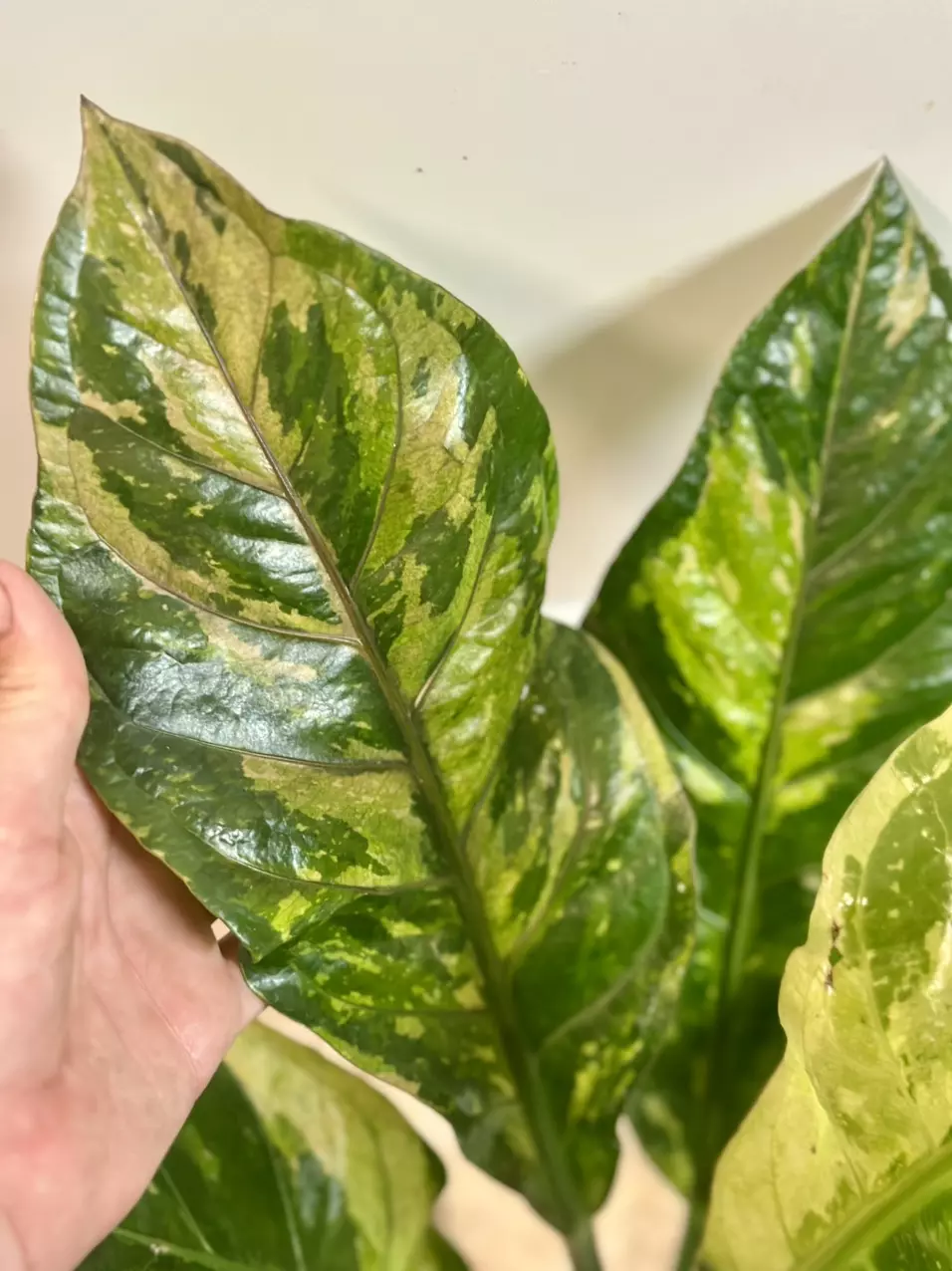 Variegated Anthurium Ren Pink Buttcut thumbnail