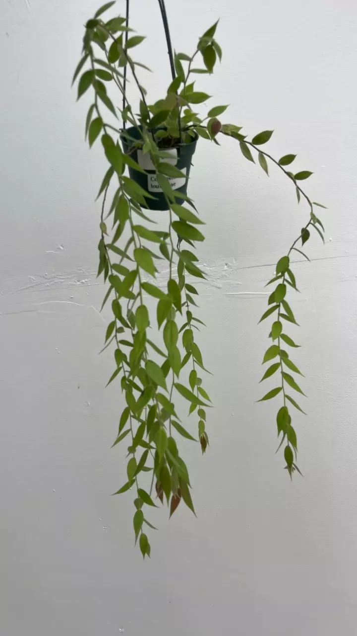 B116 Ceratostema loucianae thumbnail