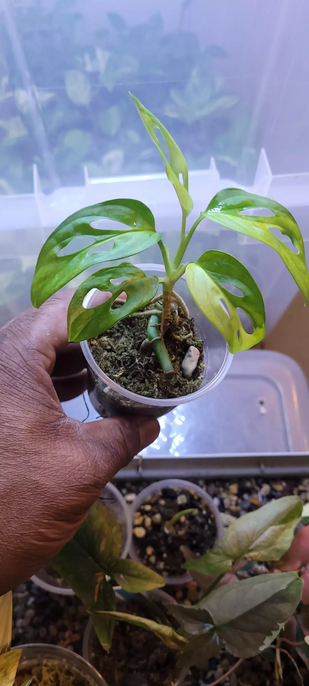 Monstera Adansonii Aurea 🪴🪴🪴 thumbnail