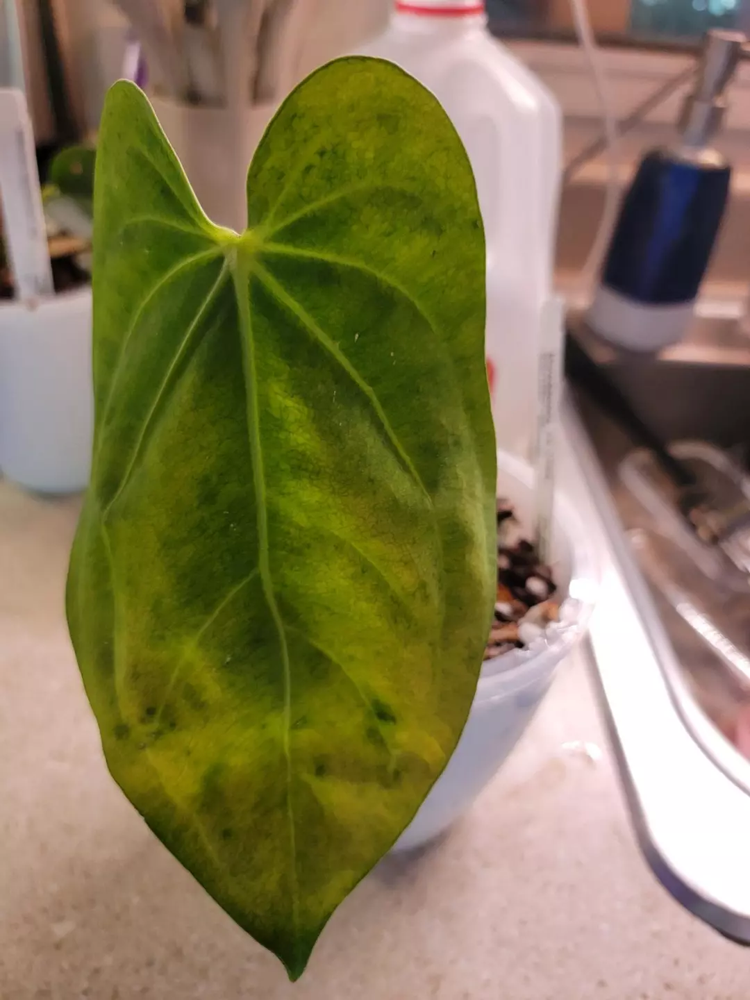 💥Anthurium Nebula Silky (Villenaorum x Papillilaminum)
Comes in planter thumbnail