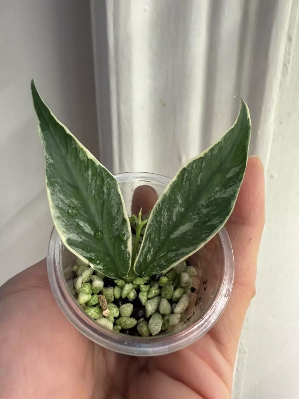 Hoya polyneura jasminka thumbnail