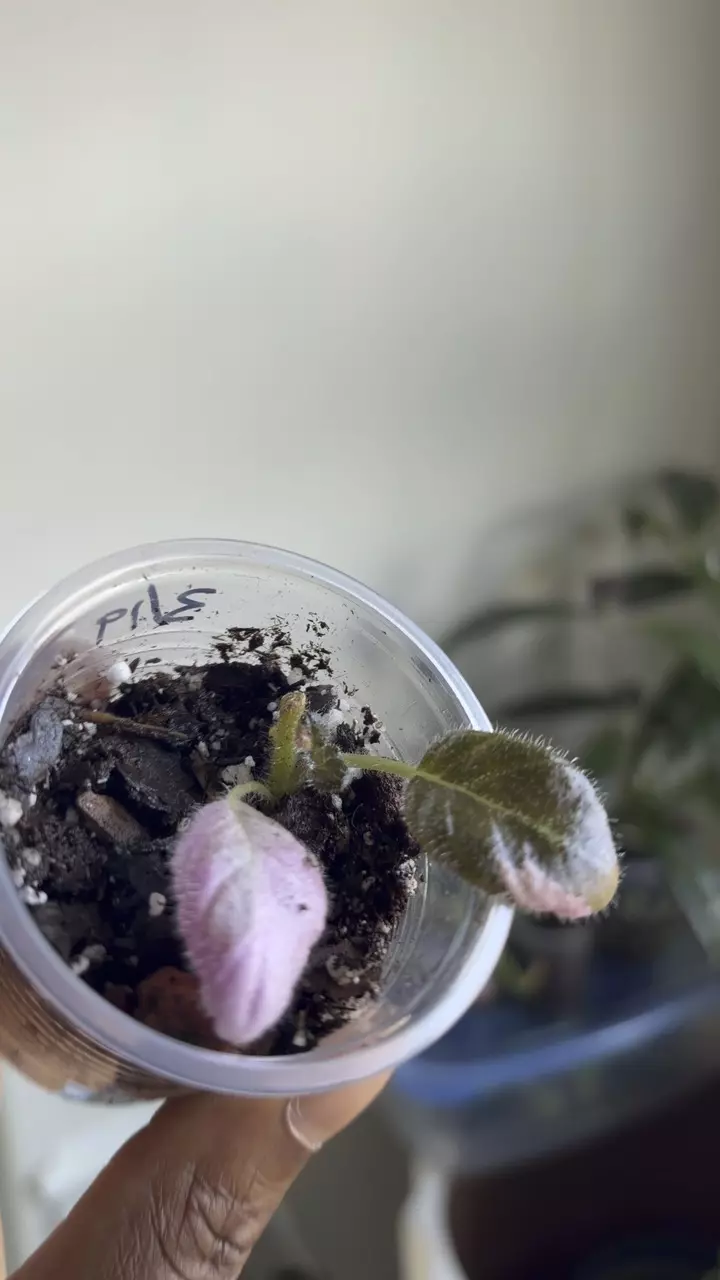 Episcia Ember Lace thumbnail