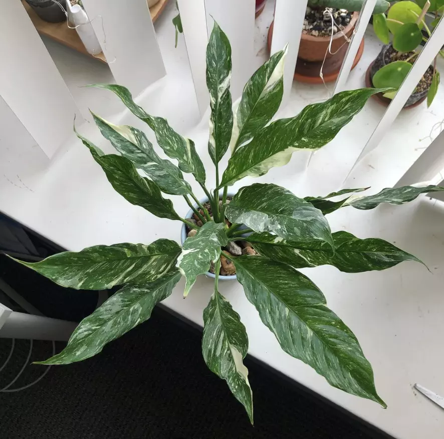 Variegated Peace Lily “disco” starter plant growers choice thumbnail