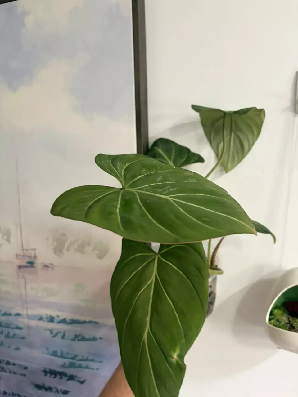 Philodendron thumbnail