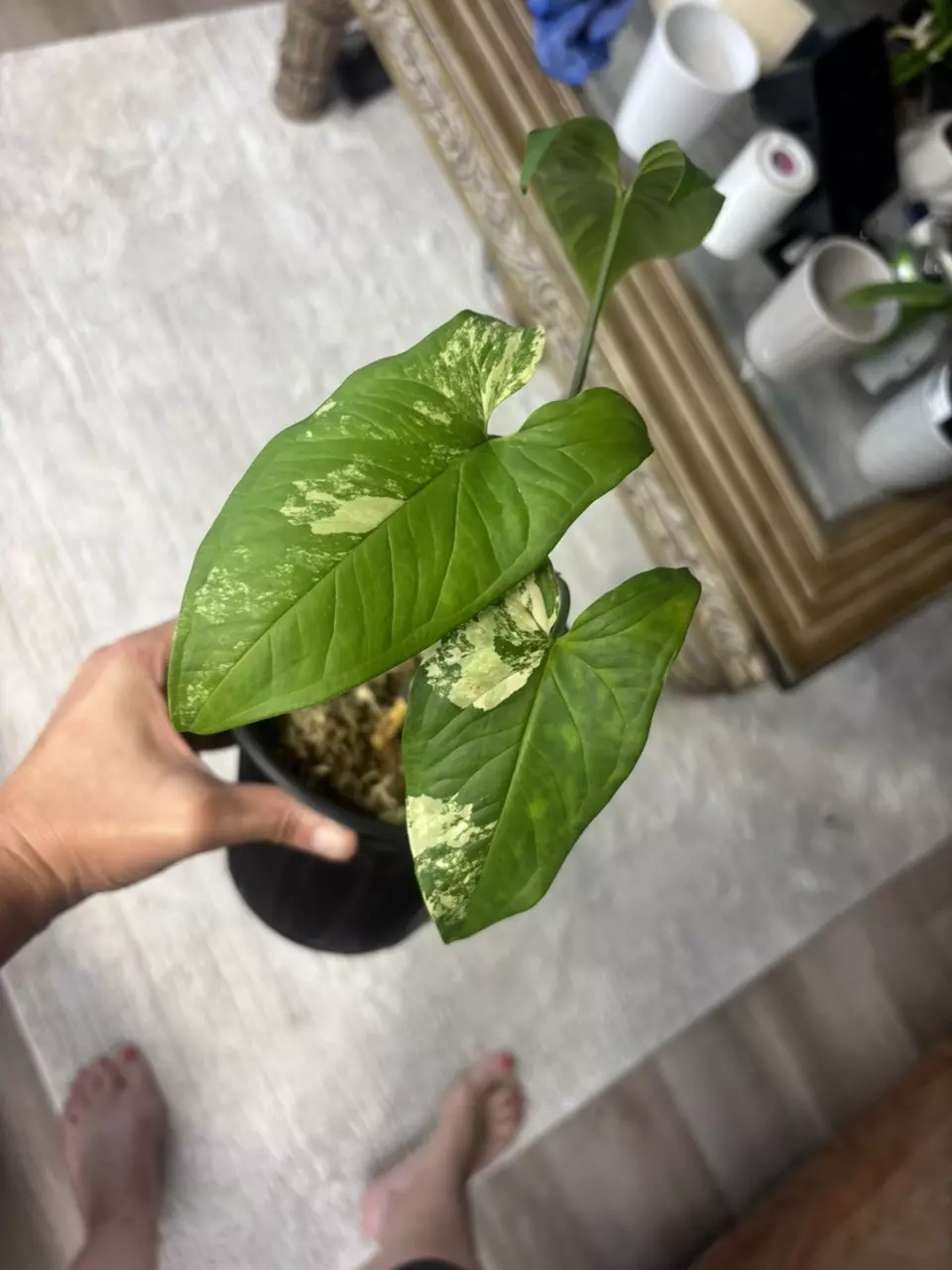 Syngonium Aurea thumbnail
