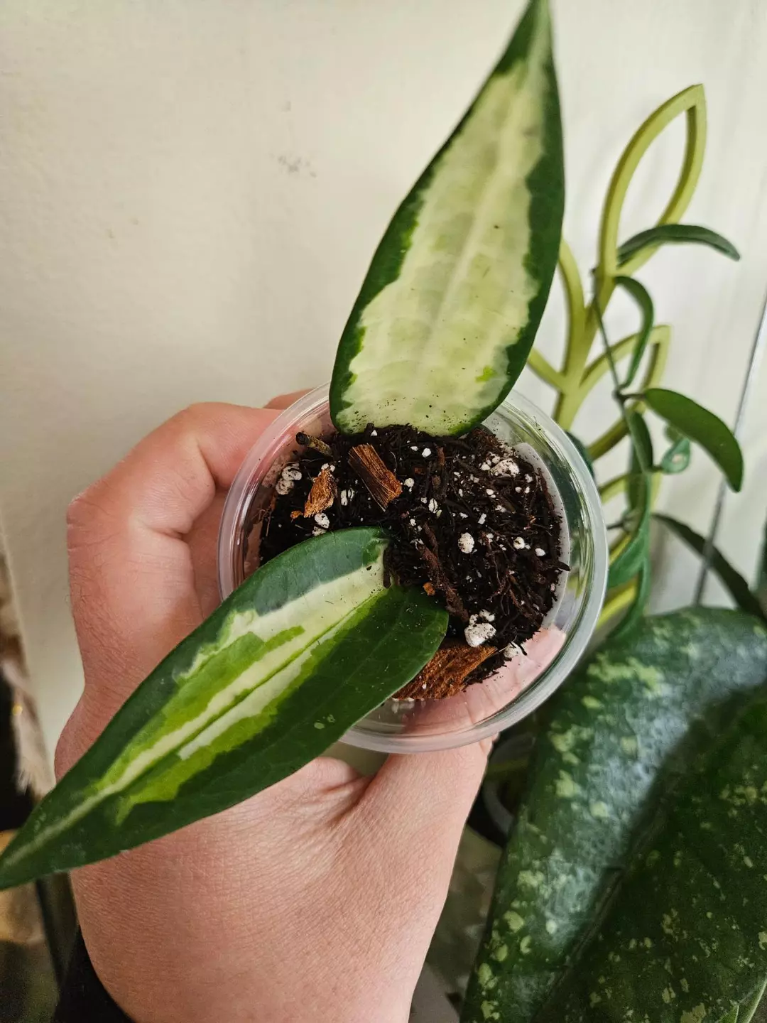 Latifolia queensy #133 thumbnail