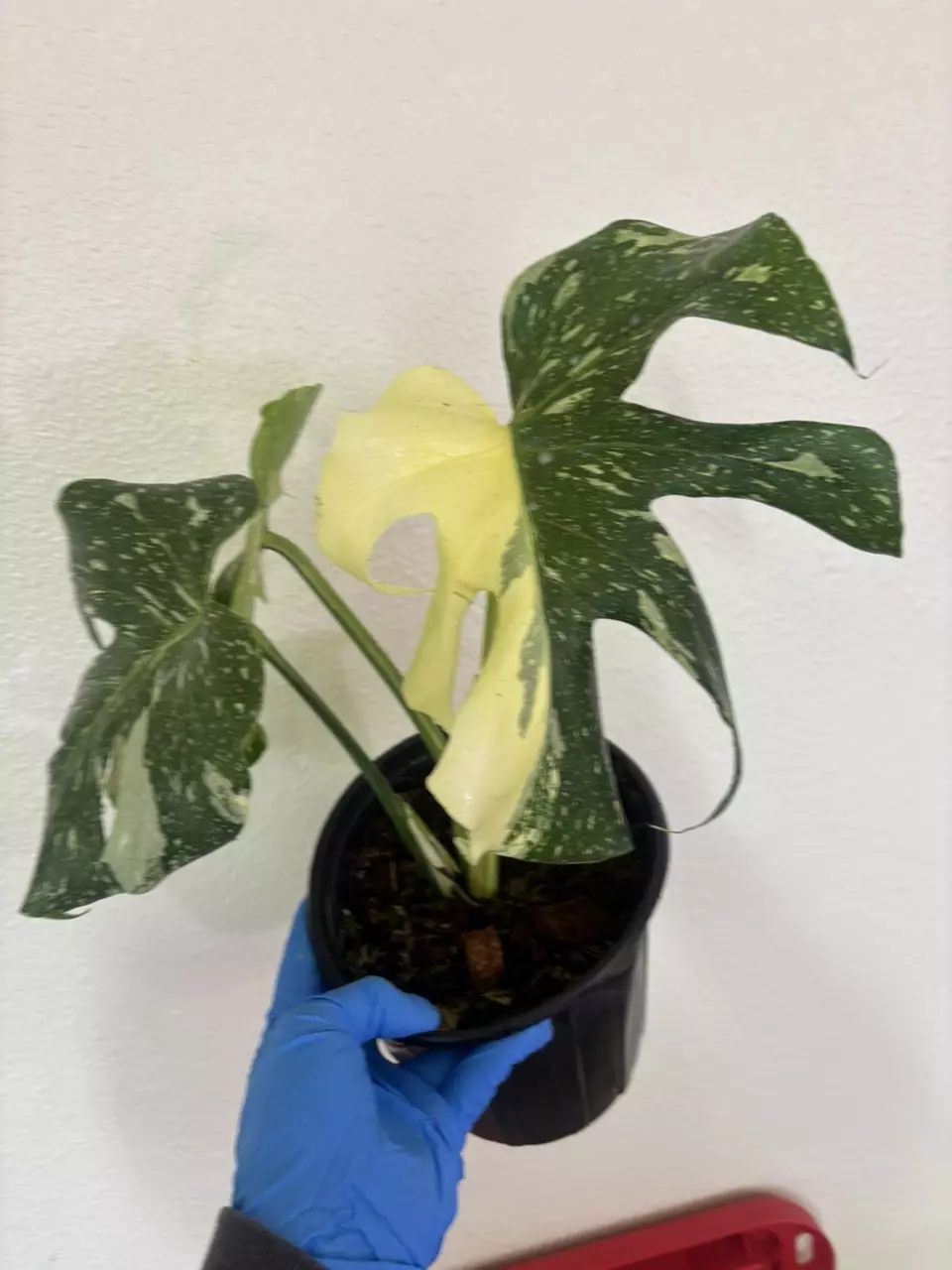 Monstera Thai Constellation thumbnail
