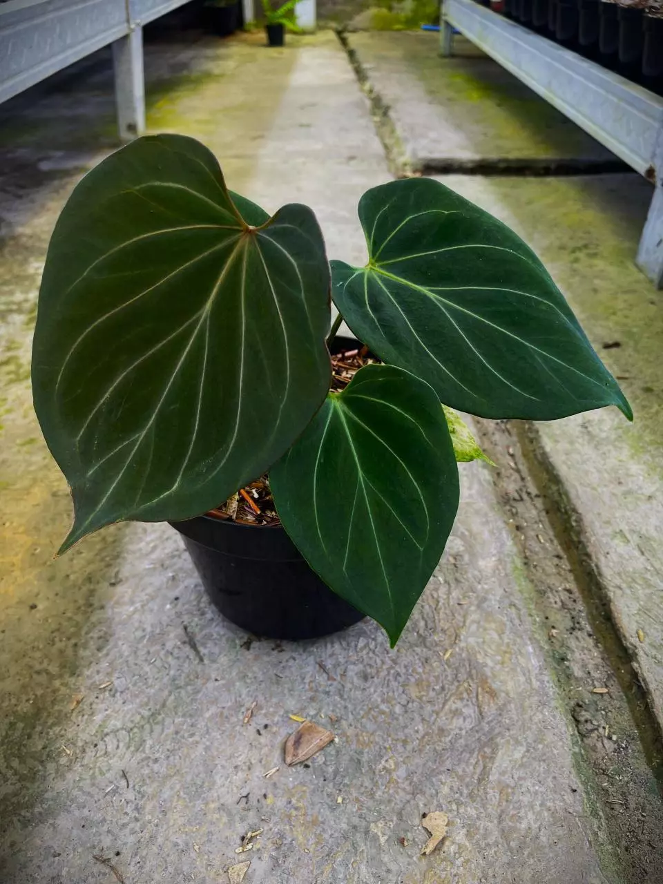Anthurium king of spades thumbnail