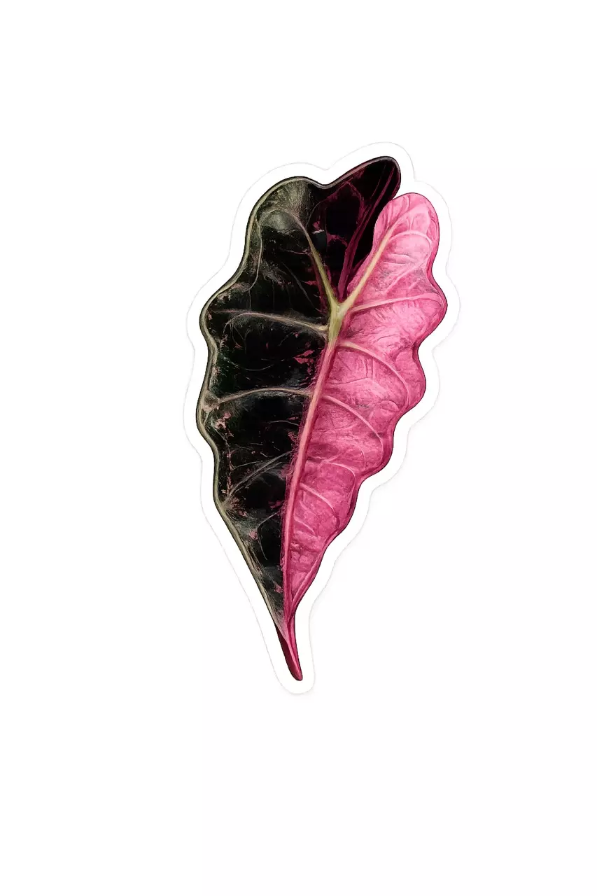 Alocasia Pink Amazonica | Sticker thumbnail