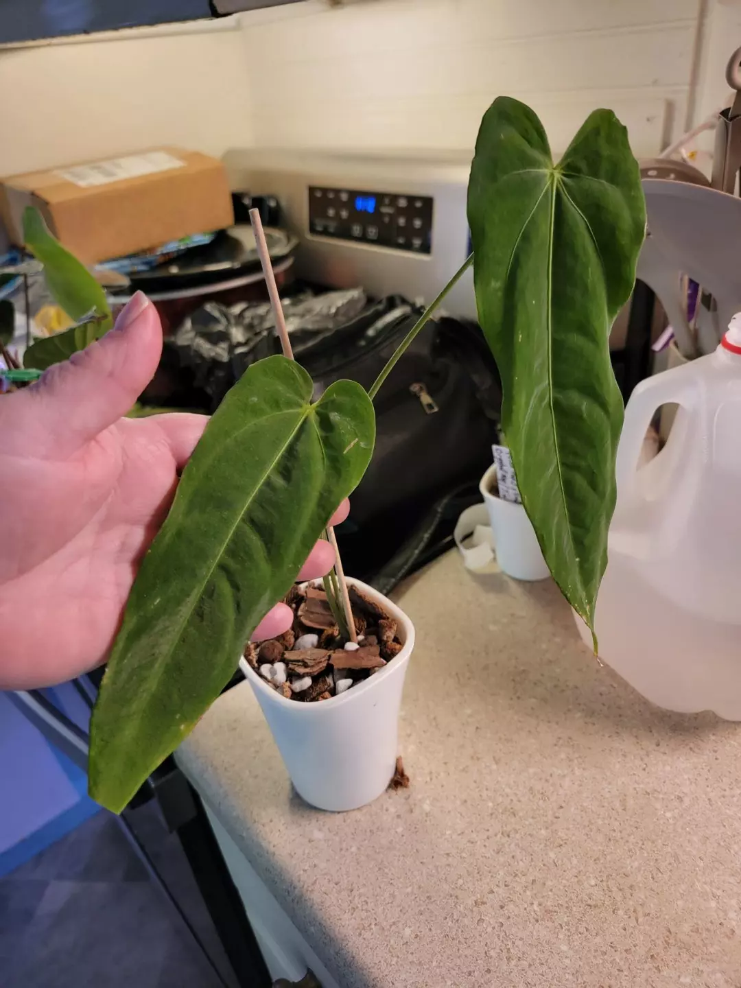 💥Anthurium NOID comes in planter thumbnail