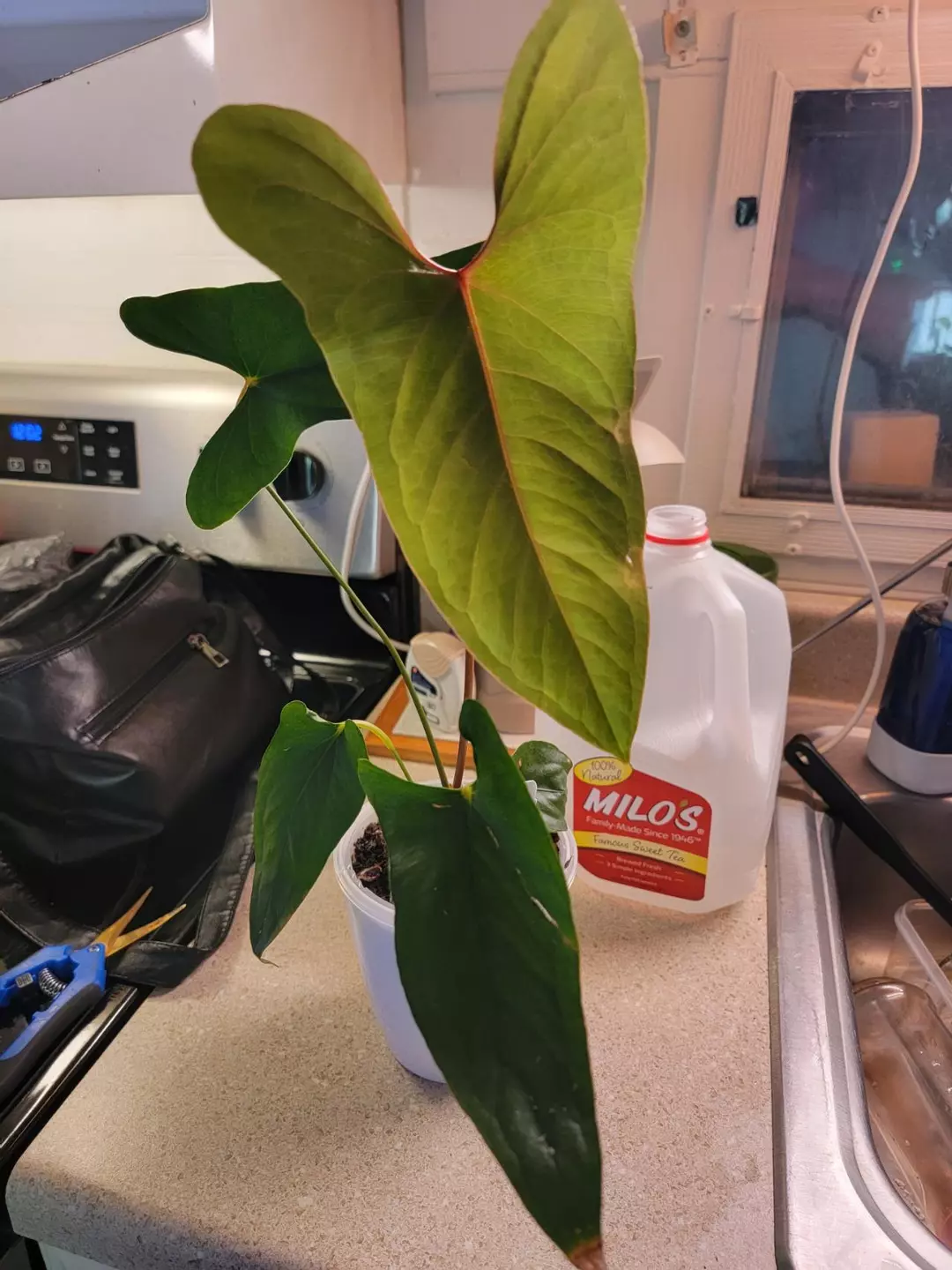 💥Anthurium Nigrolaminum Gigi comes in planter thumbnail