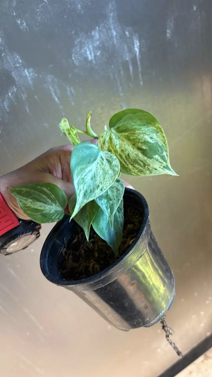 Variegated Heartleaf Philodendron thumbnail