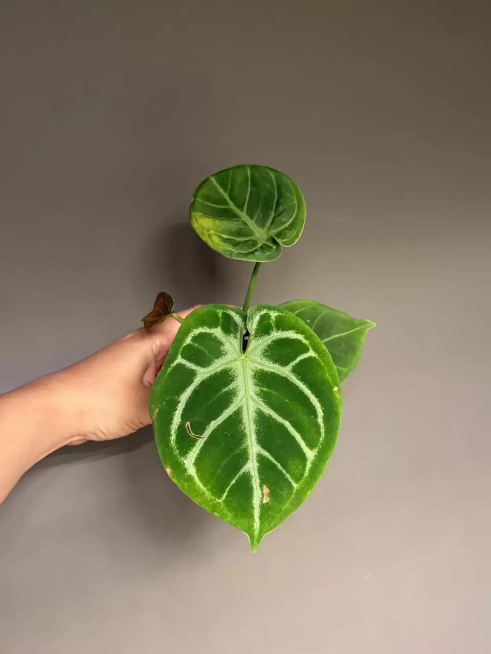 Anthurium Hybrid (AOS x Dorayaki) thumbnail