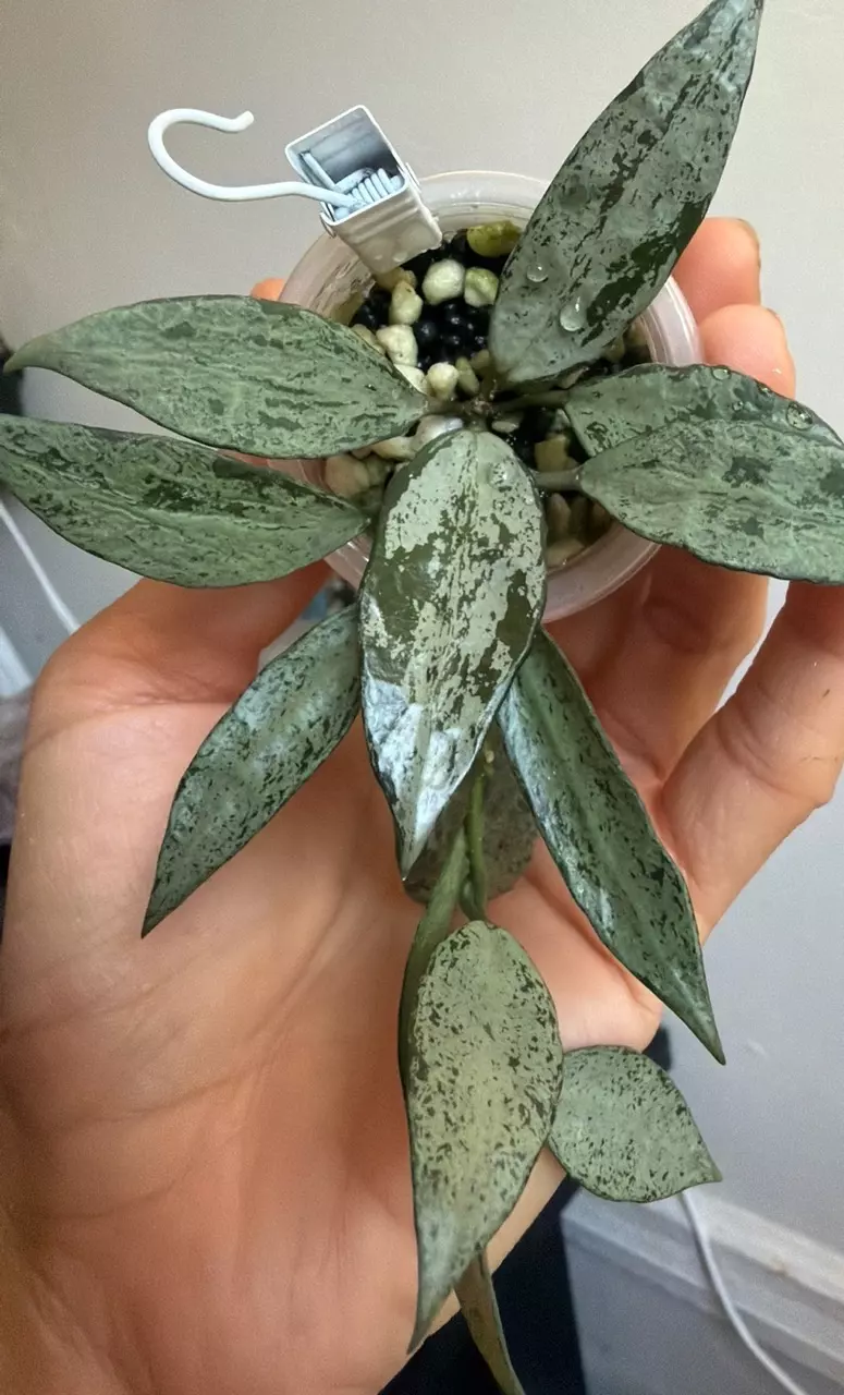 Hoya Lacunosa moon light thumbnail