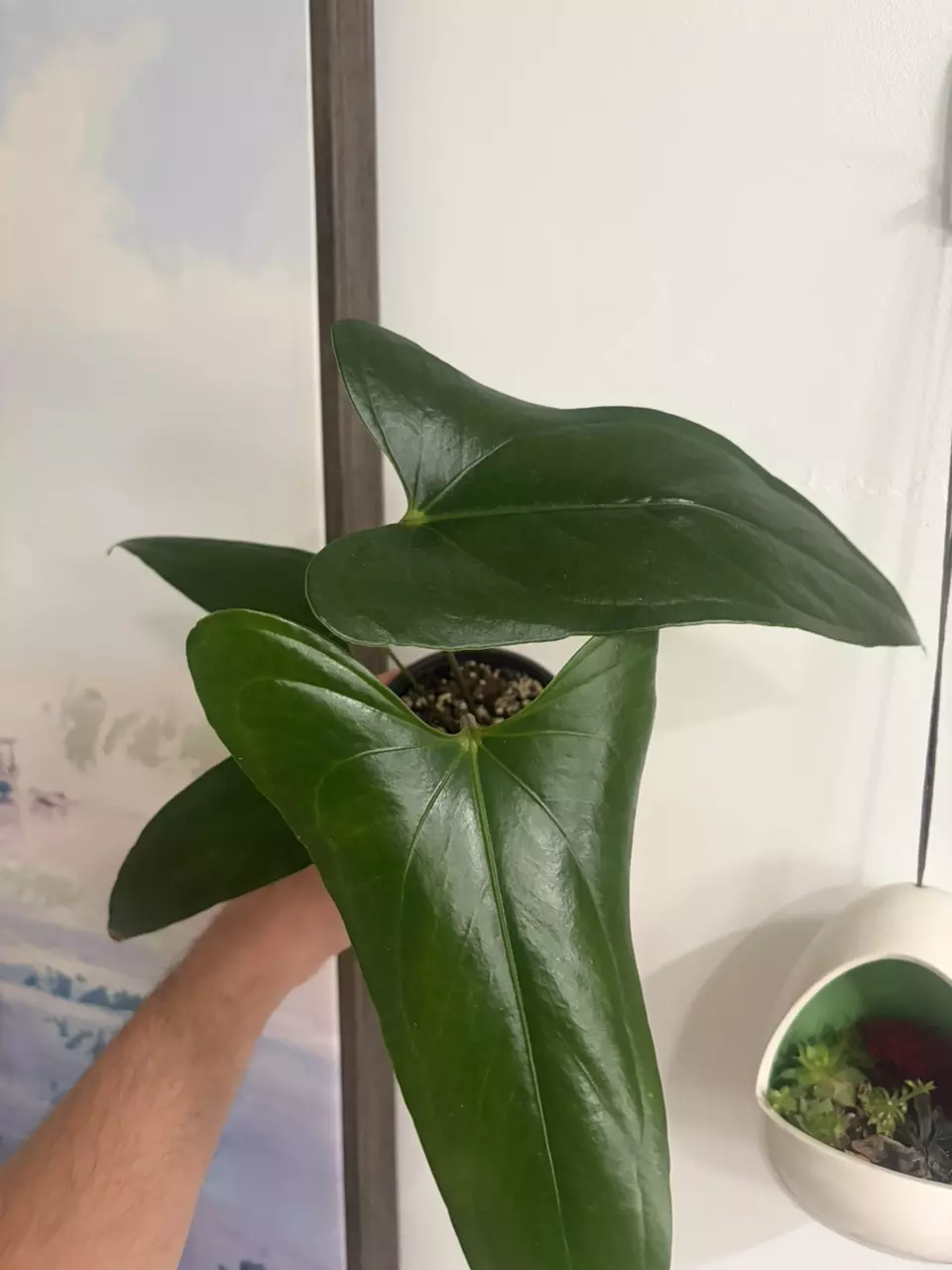Anthurium thumbnail