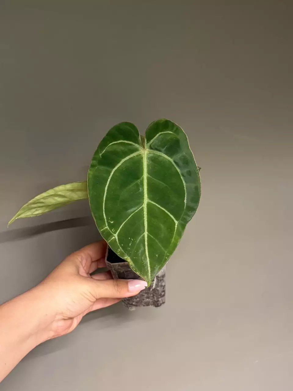 Anthurium Hybrid [(Red Sinus x Crystal) x Carla] thumbnail