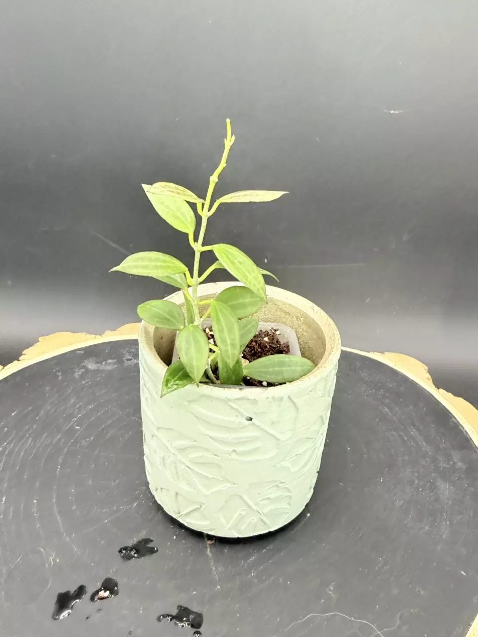 Hoya Microdwarf #261 thumbnail