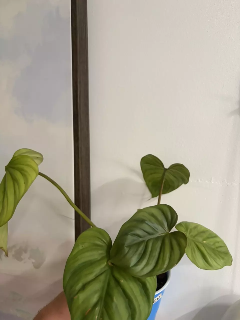 Philodendron thumbnail