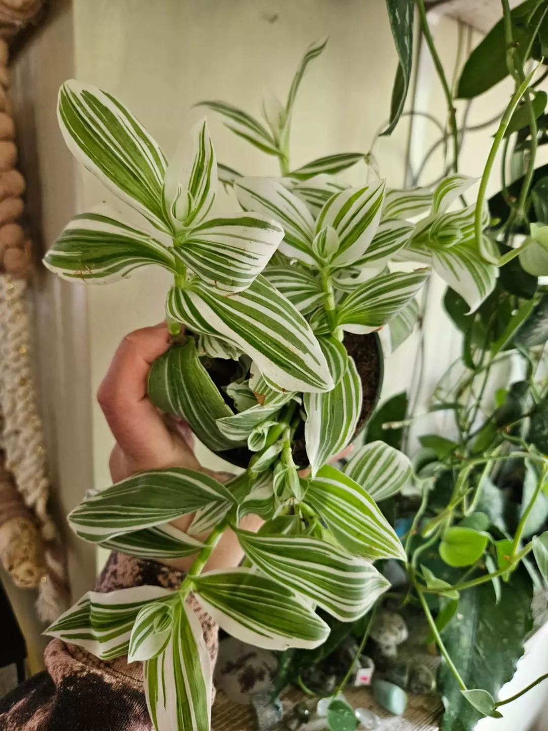 Tradescantia thumbnail