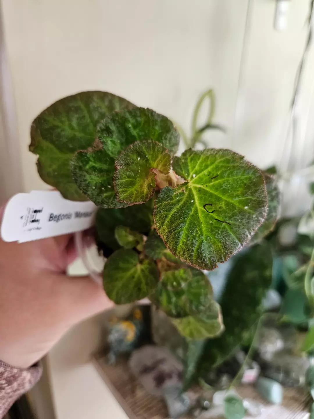 Begonia manaus thumbnail