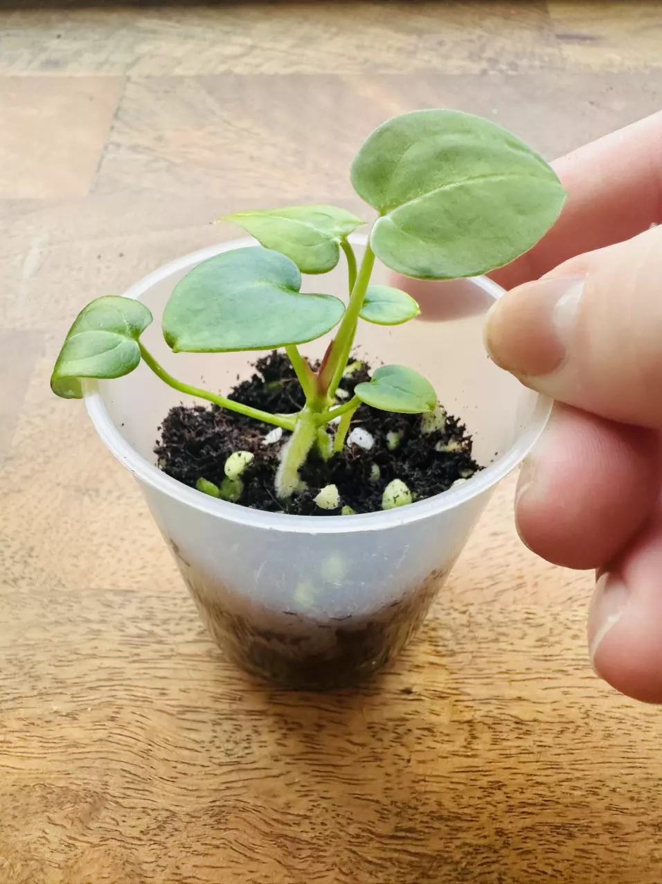 Anthurium Magnificum x Silver Blush thumbnail