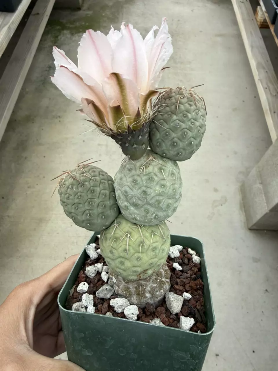 Tephro geometricus 3.25" pot thumbnail