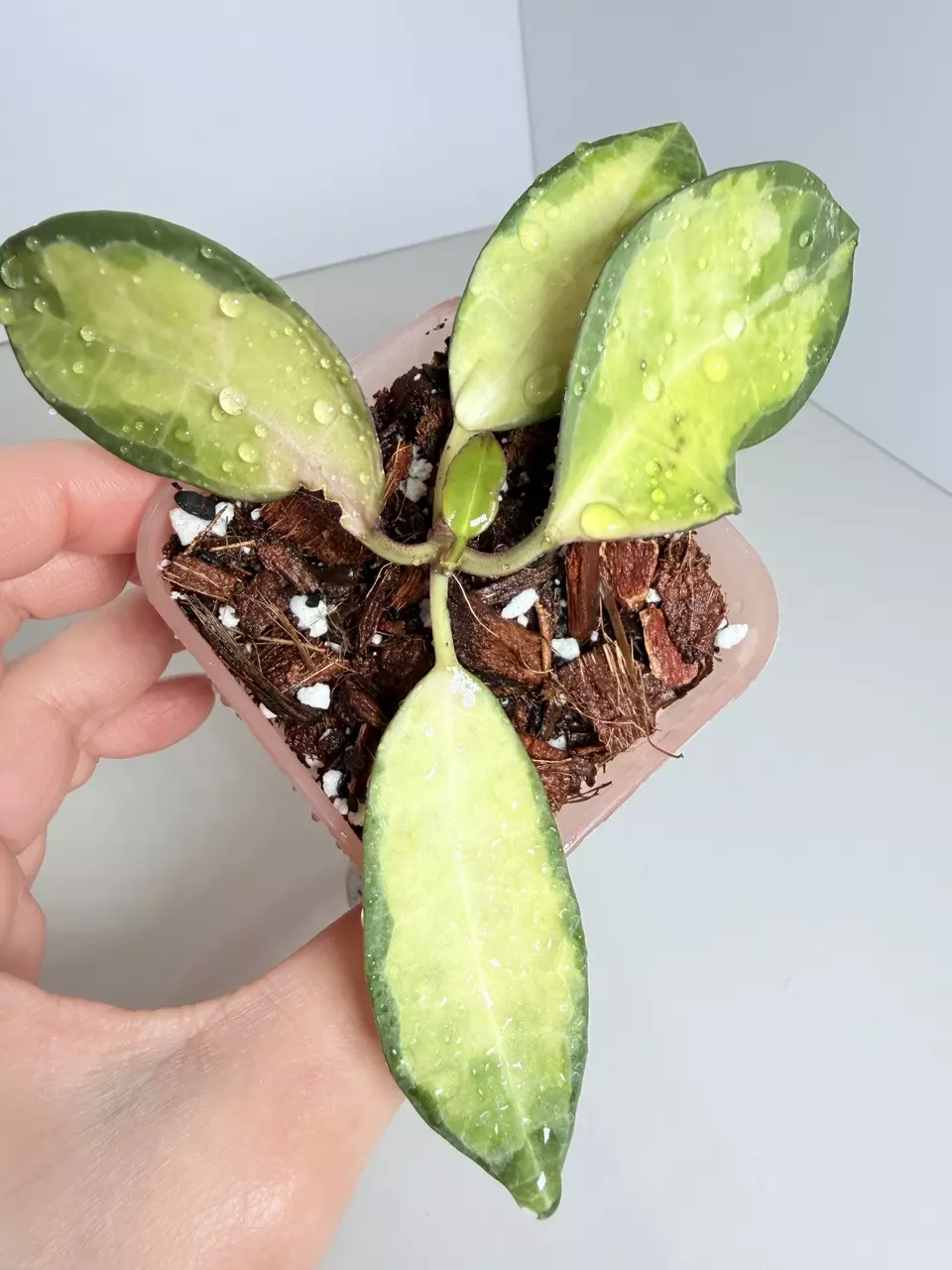 Hoya Elliptica Var. Emma 0846 thumbnail