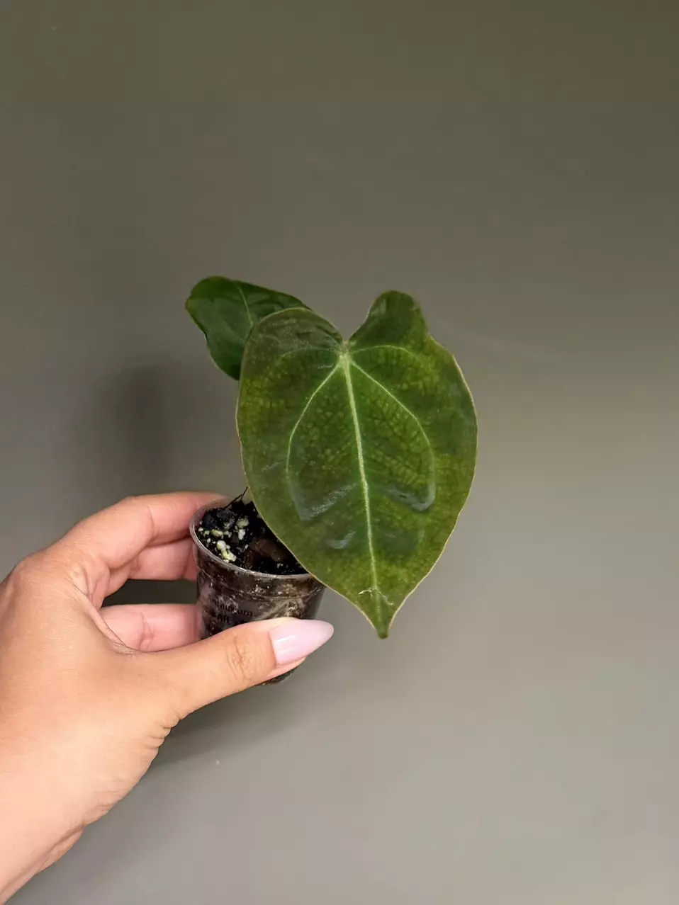 Anthurium Hybrid (Bess Aff x Forgetii) thumbnail