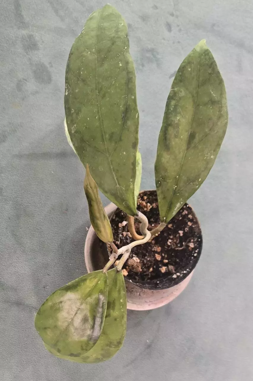 Hoya Jauanngouana thumbnail