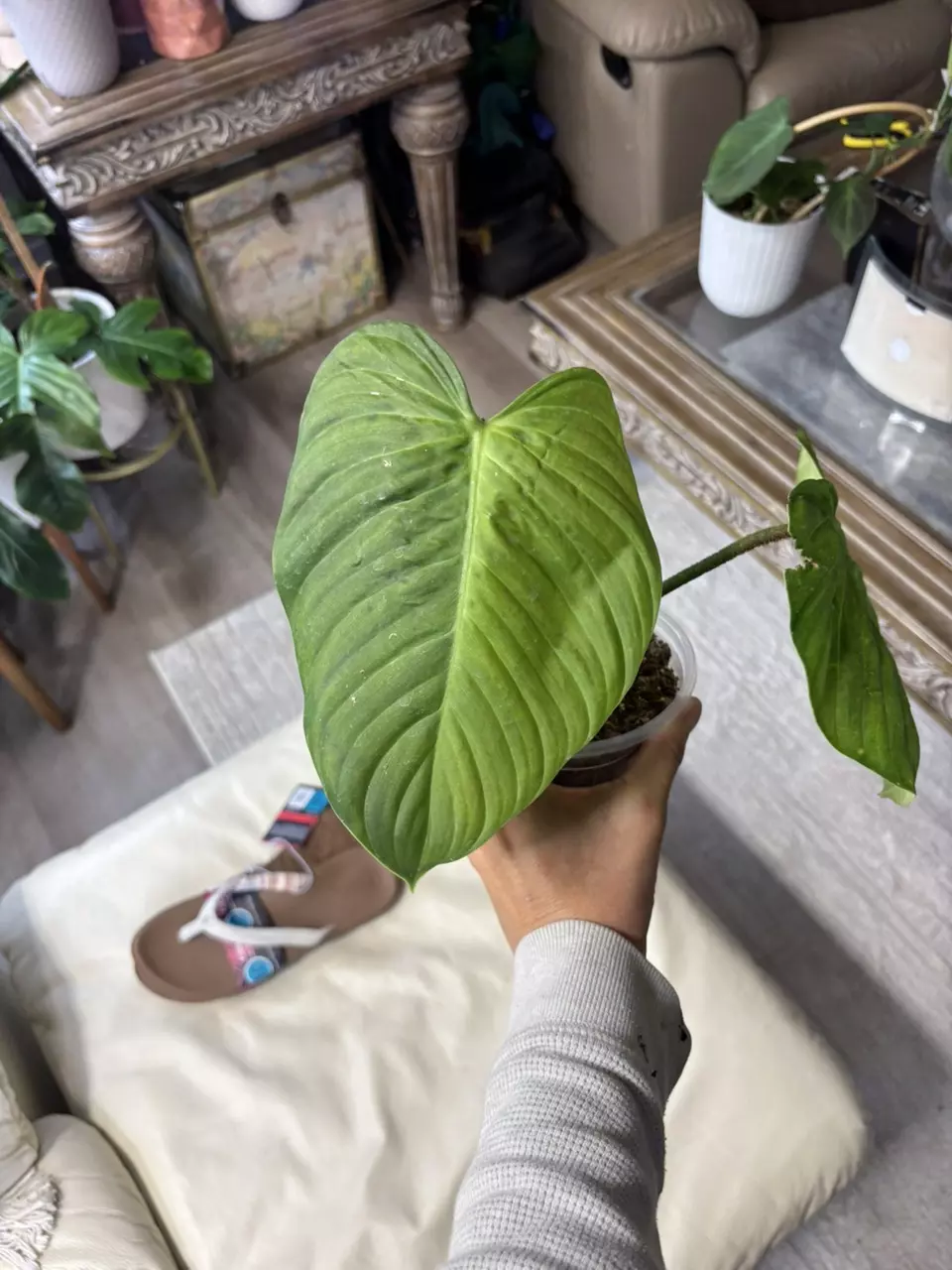 Philodendron Fuzzy Petiole thumbnail