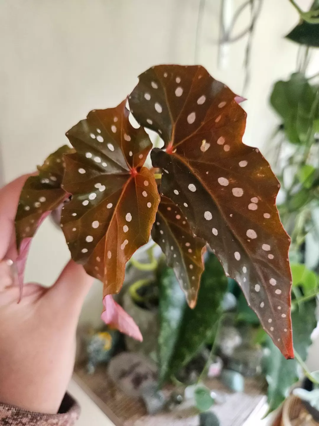 Begonia Noid thumbnail
