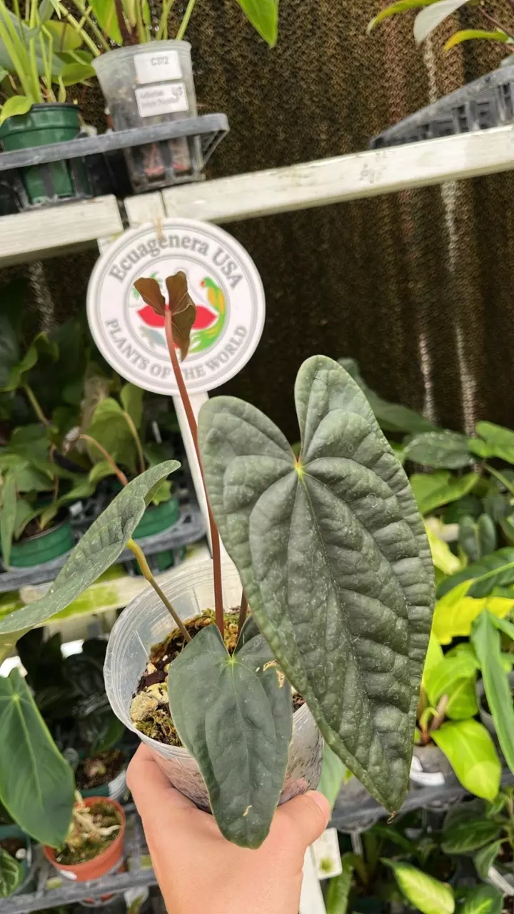 J053 Anth Ximeportilla (papillilaminum x luxurians) thumbnail