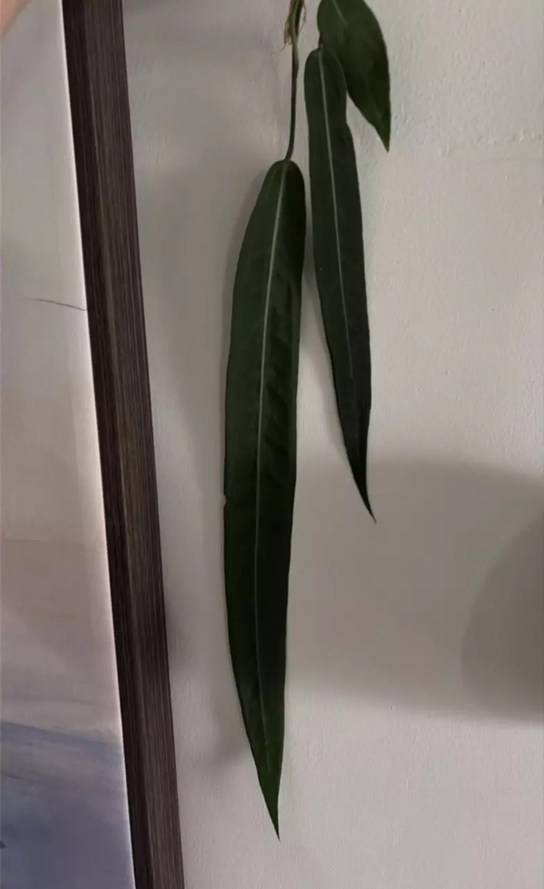 Pallidiflorum thumbnail