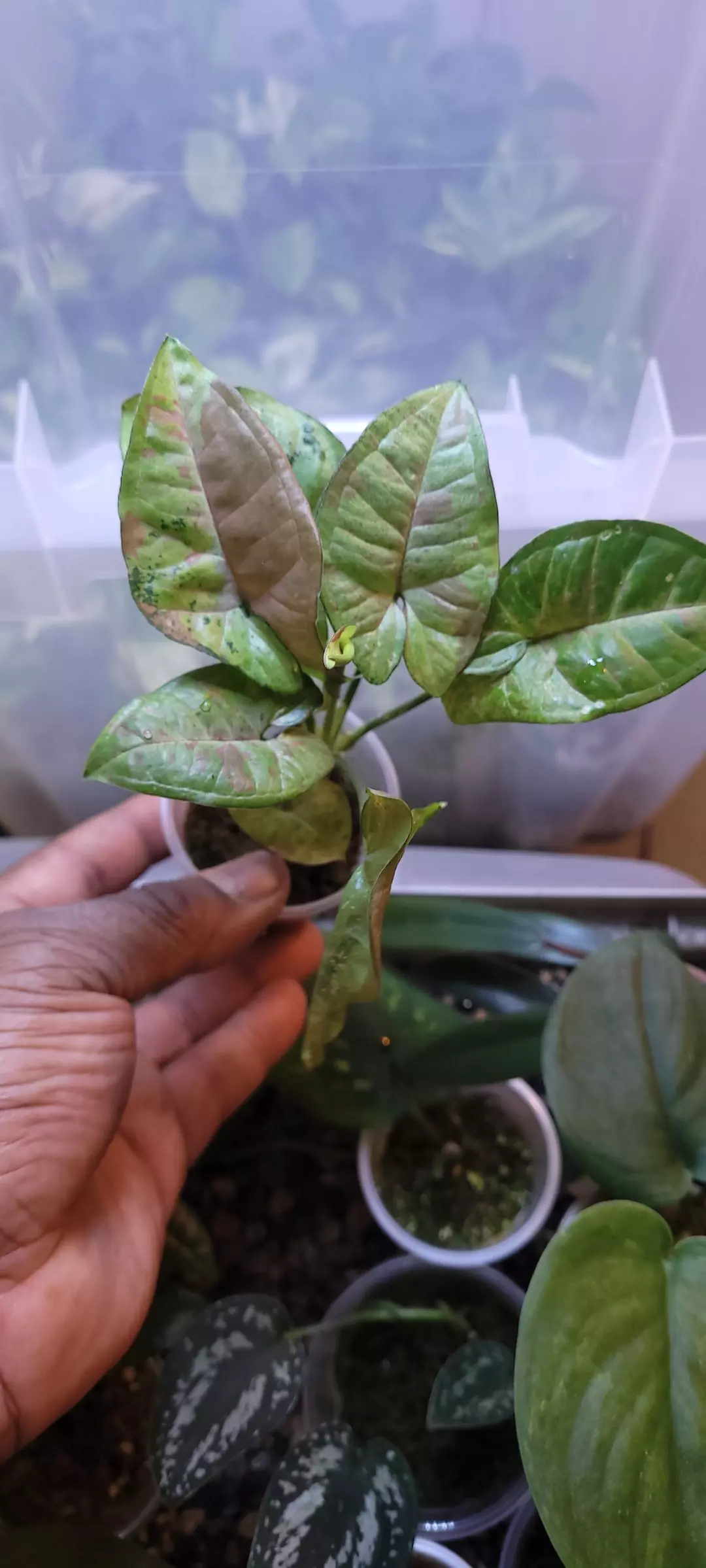 Syngonium Confetti Tricolor 🪴 thumbnail