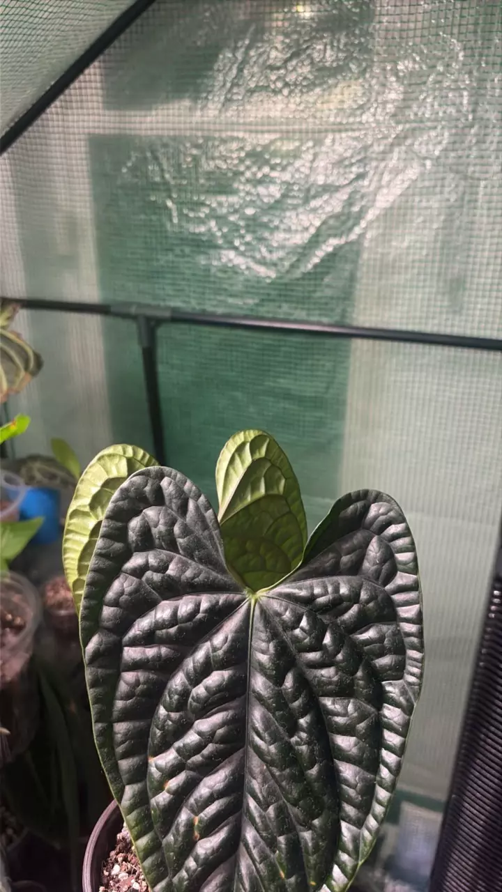 Anthurium Luxurians thumbnail