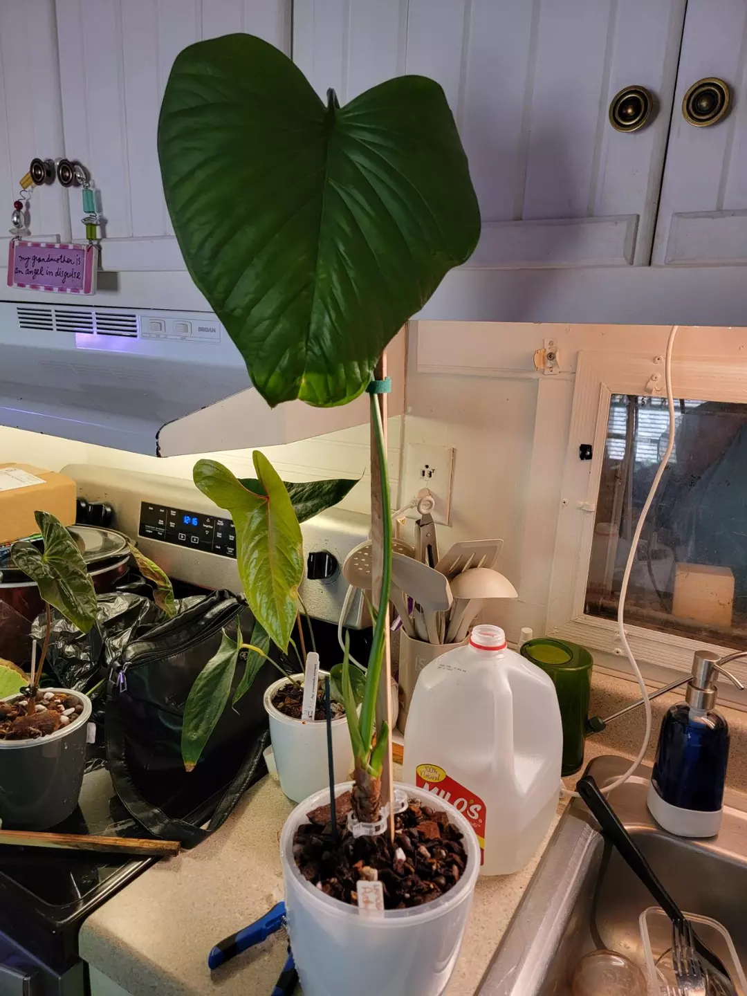 💥Anthurium Lancea comes in planter thumbnail