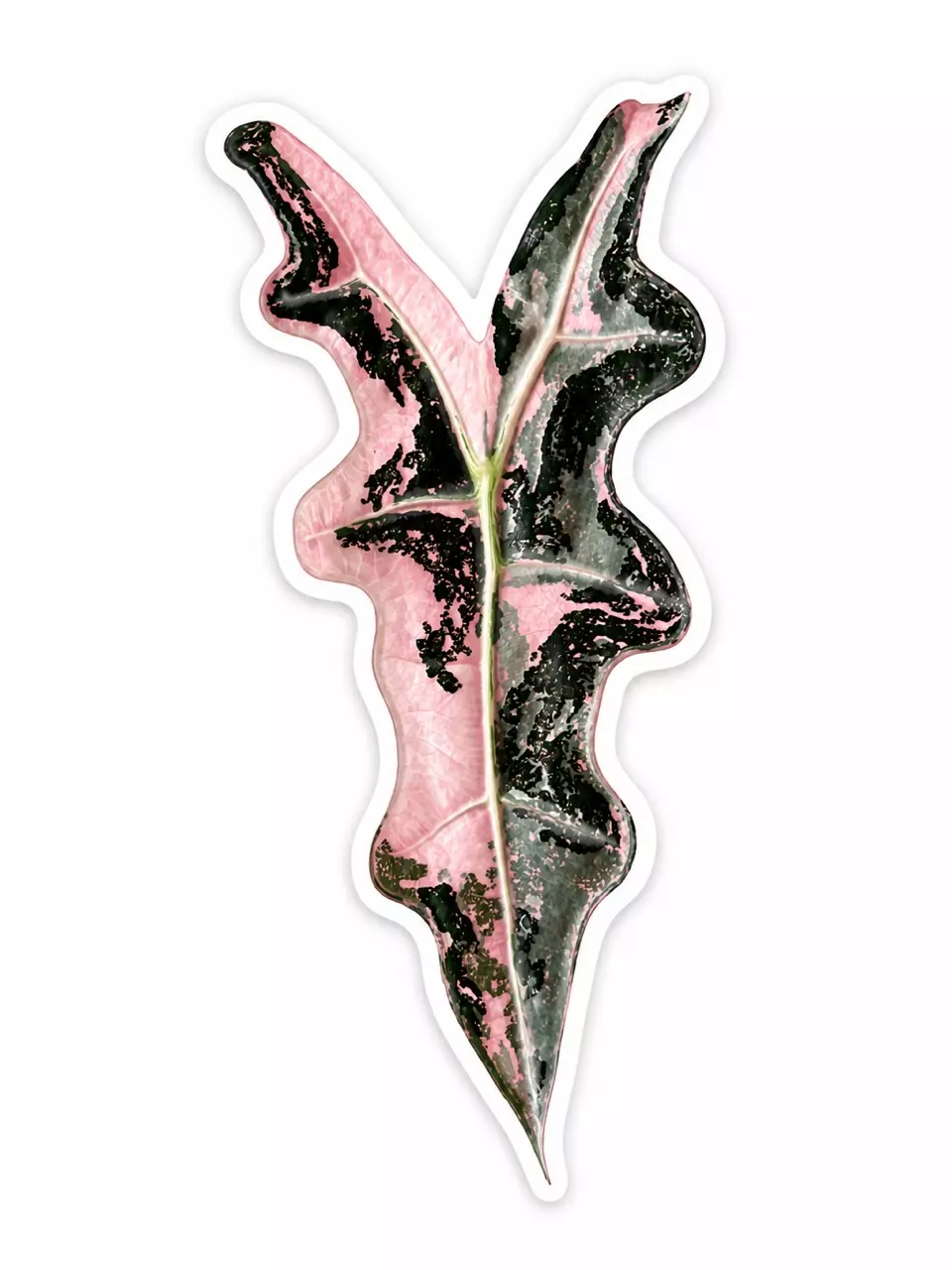 Alocasia Pink Nobilis | Sticker thumbnail