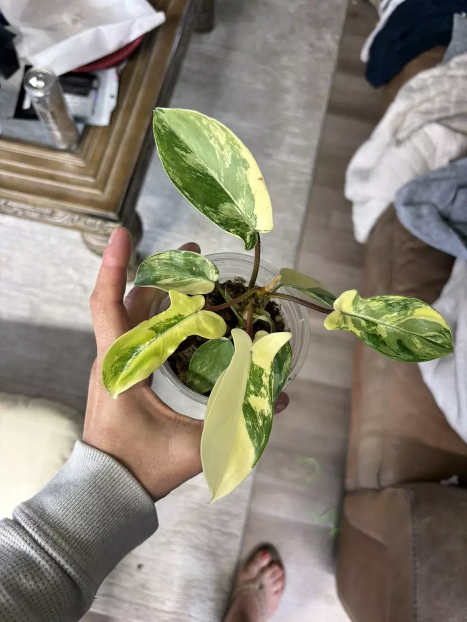 Philodendron Florida Beauty GC thumbnail